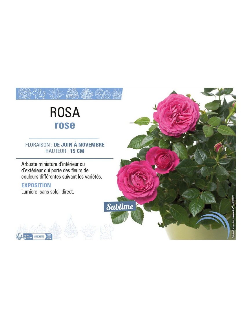 ROSA ROSE