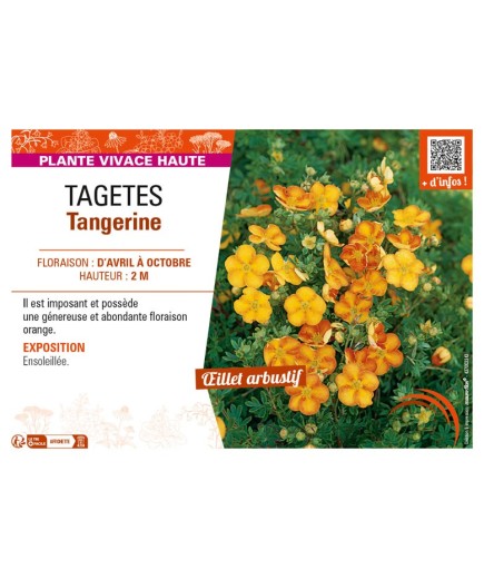 TAGETES Tangerine