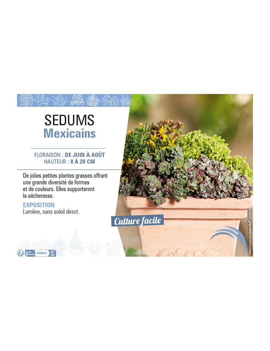 SEDUM MEXICAIN (MIX)