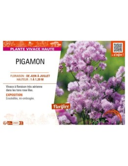 THALICTRUM aquilegifolium voir PIGAMON (rose)