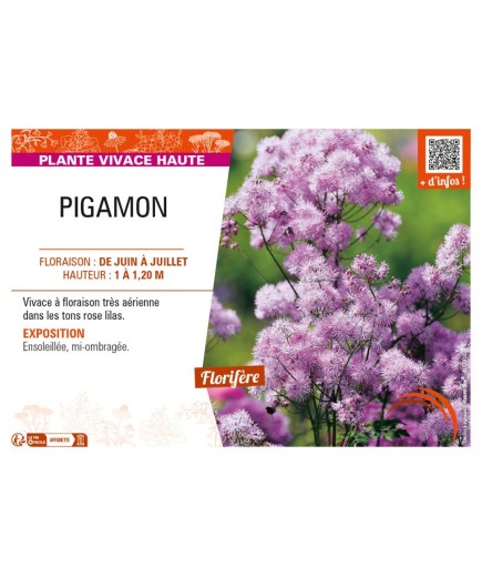 THALICTRUM aquilegifolium voir PIGAMON (rose)