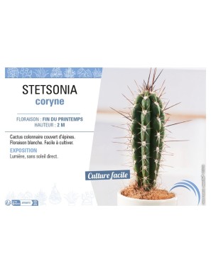 STETSONIA CORYNE