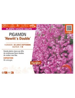 THALICTRUM delavayi Hewitt's Double voir PIGAMON