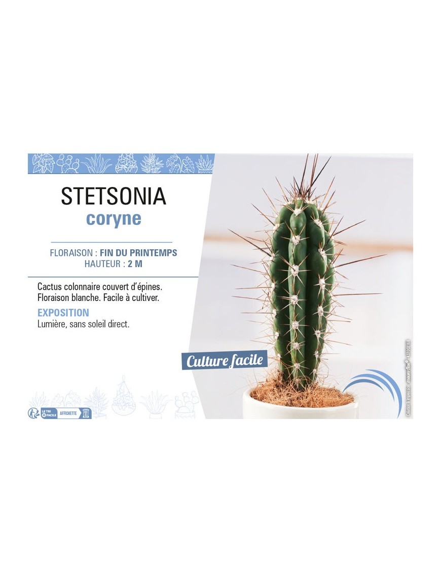 STETSONIA CORYNE