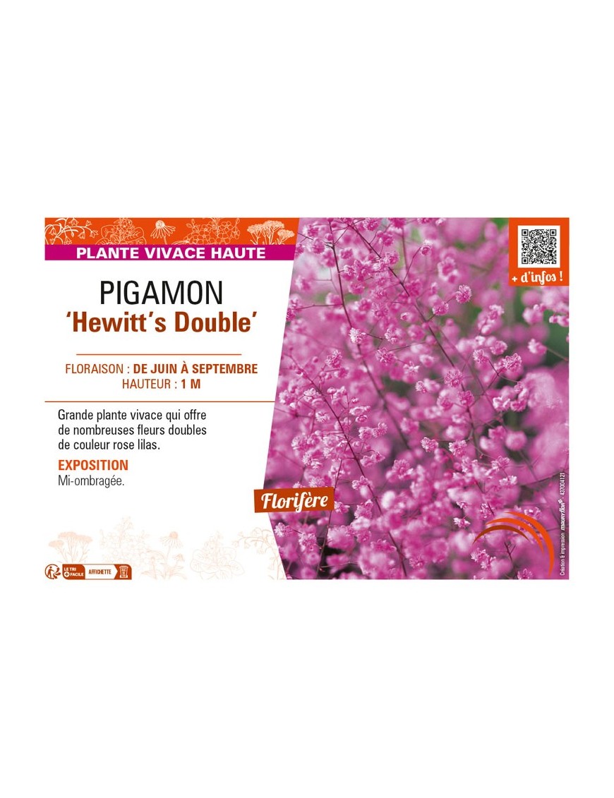 THALICTRUM delavayi Hewitt's Double voir PIGAMON