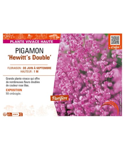 THALICTRUM delavayi Hewitt's Double voir PIGAMON