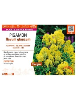 THALICTRUM flavum glaucum voir PIGAMON