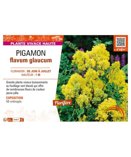 THALICTRUM flavum glaucum voir PIGAMON