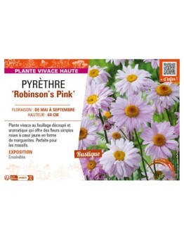 TANACETUM coccineum Robinson's Pink voir PYRÈTHRE