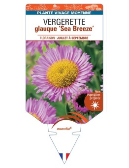 ERIGERON glaucus Sea Breeze voir Vergerette glauque