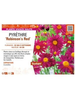 TANACETUM coccineum Robinson's Red voir PYRÈTHRE