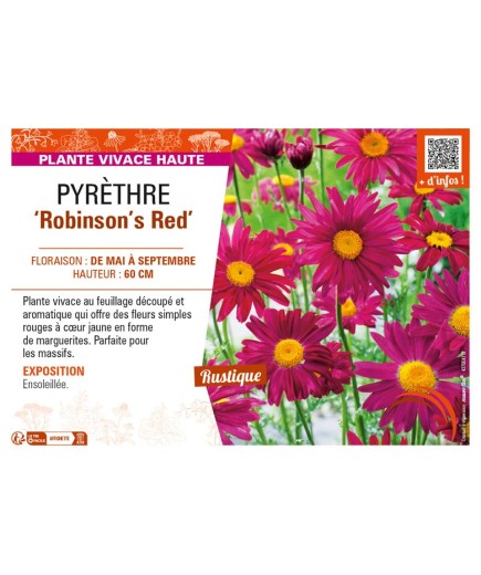 TANACETUM coccineum Robinson's Red voir PYRÈTHRE