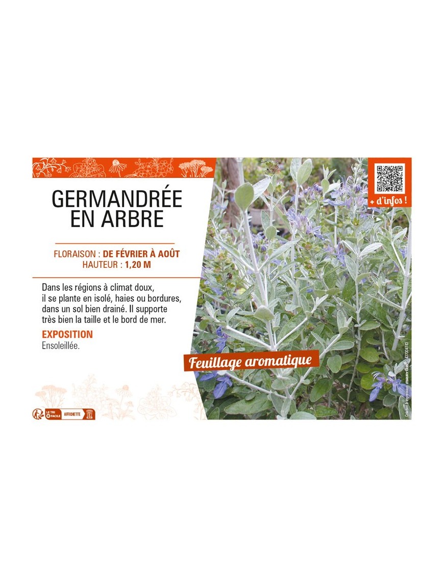 TEUCRIUM FRUTICANS voir GERMANDRÉE EN ARBRE