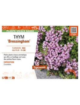 THYMUS doerfleri Bressingham voir THYM