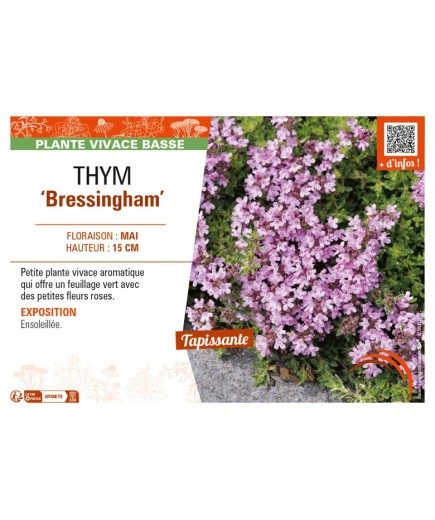 THYMUS doerfleri Bressingham voir THYM