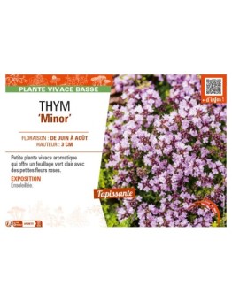THYMUS praecox Minor voir THYM