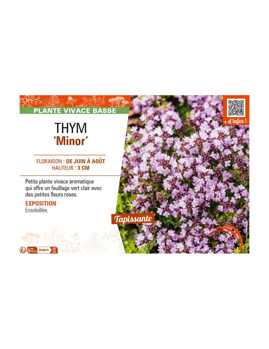 THYMUS praecox Minor voir THYM