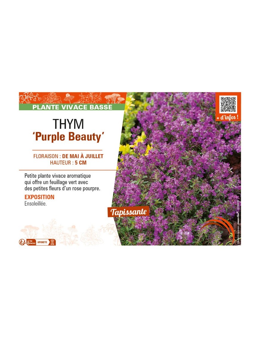 THYMUS praecox Purple Beauty voir THYM