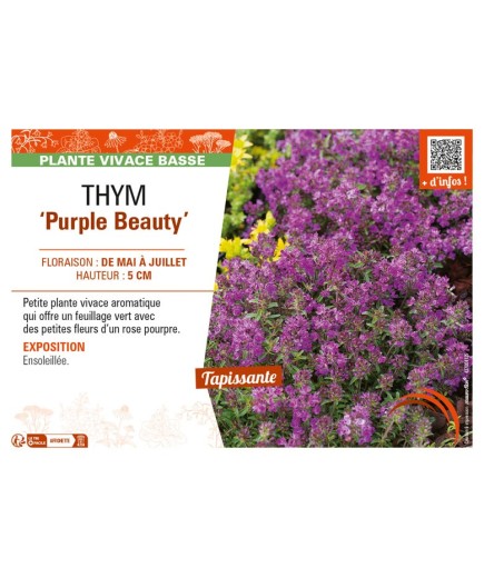 THYMUS praecox Purple Beauty voir THYM