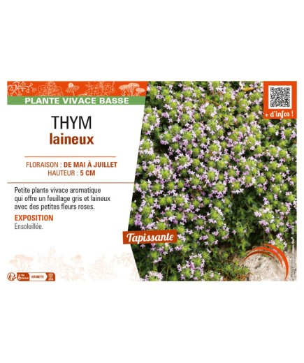 THYMUS pseudolanuginosus voir THYM laineux