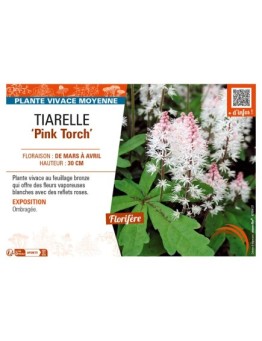 TIARELLA Pink Torch