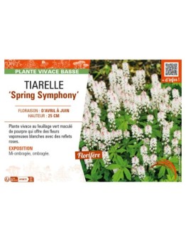 TIARELLA Spring Symphony