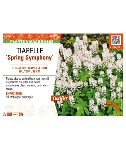TIARELLA Spring Symphony