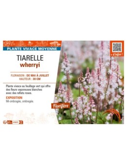 TIARELLA wherryi