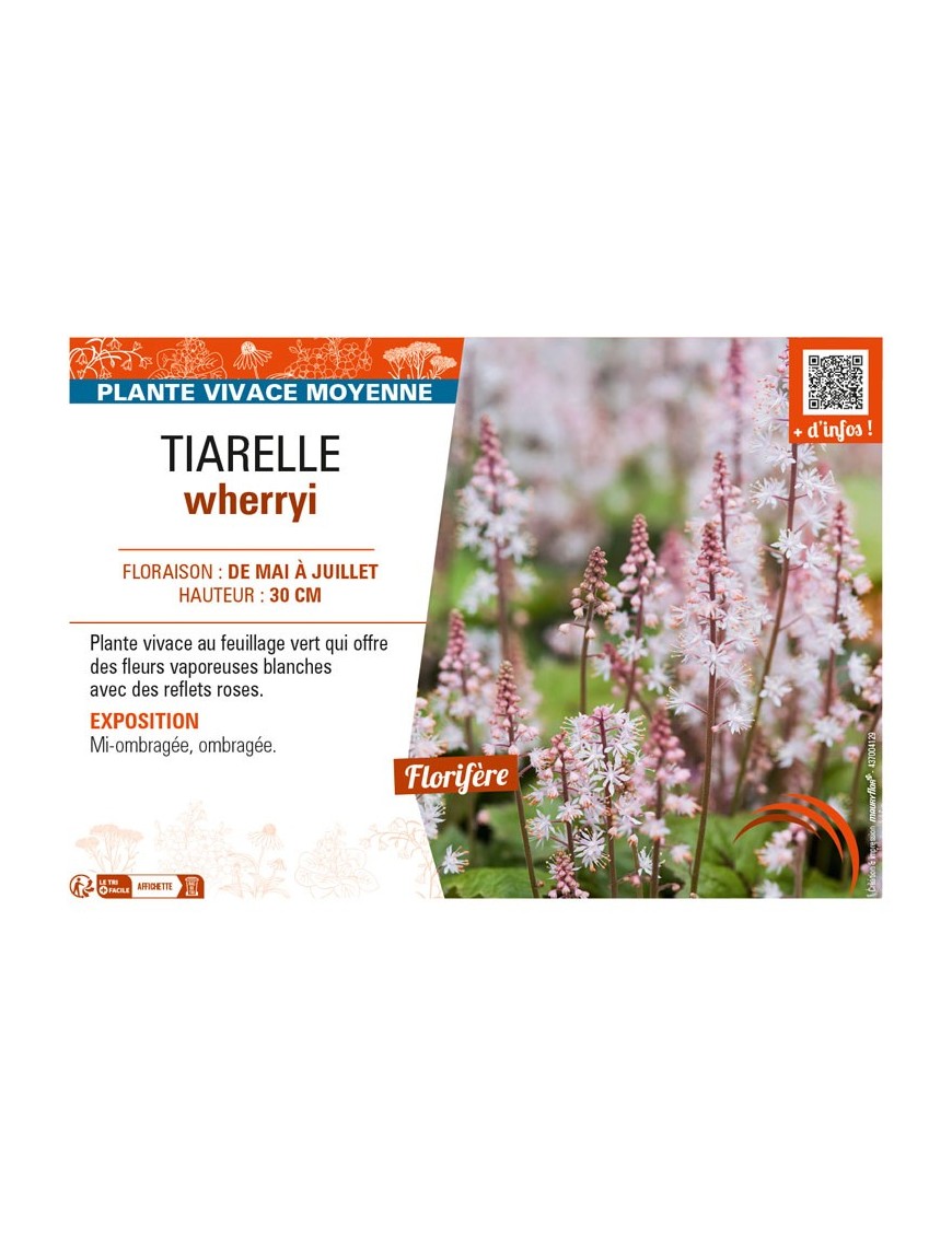 TIARELLA wherryi