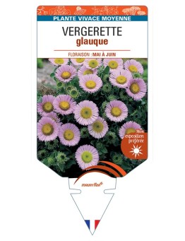 ERIGERON glaucus voir Vergerette glauque