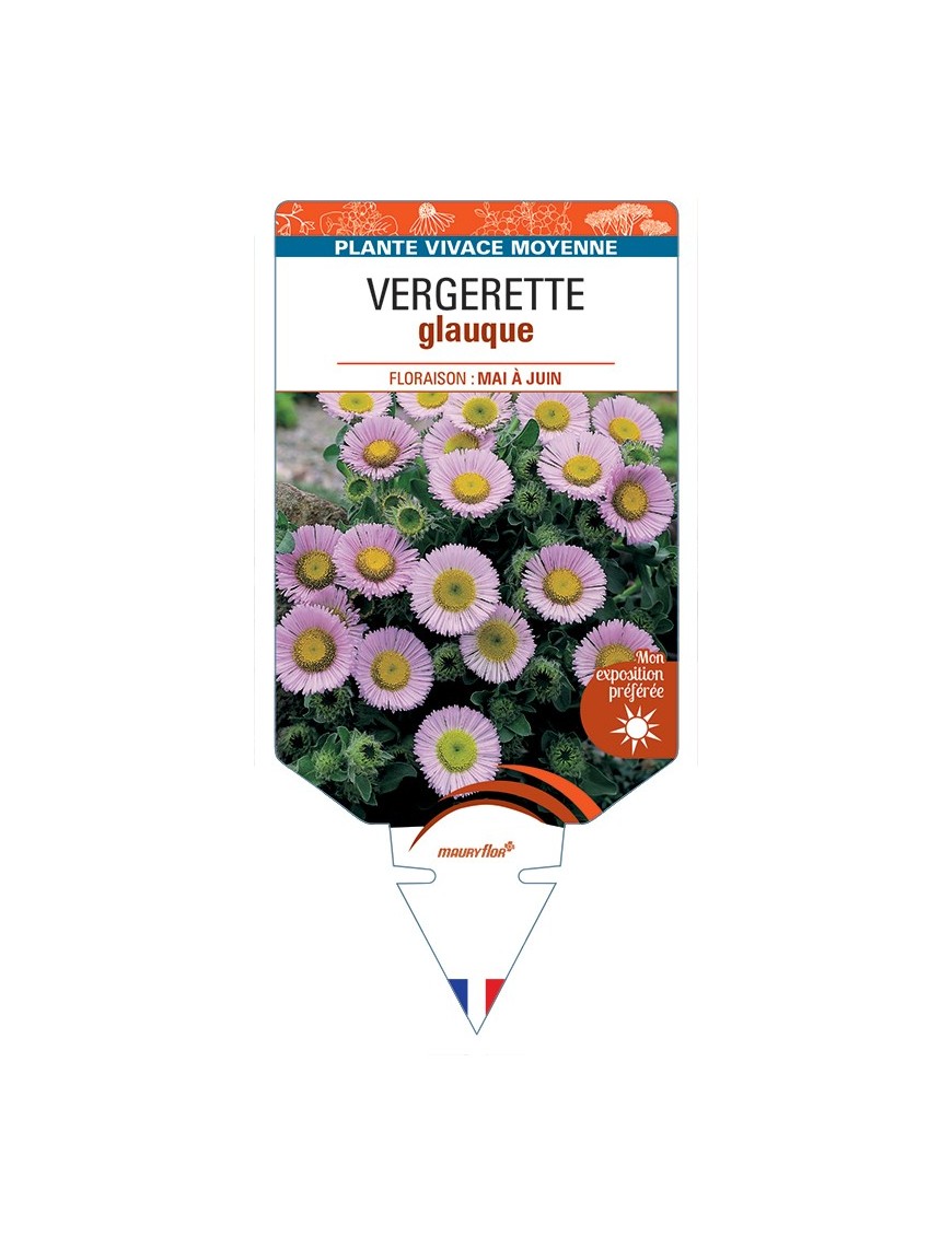 ERIGERON glaucus voir Vergerette glauque