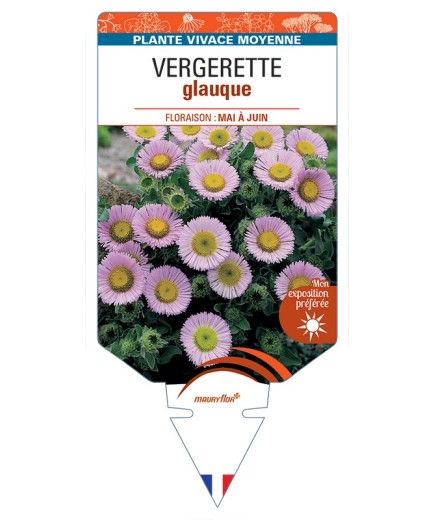 ERIGERON glaucus voir Vergerette glauque