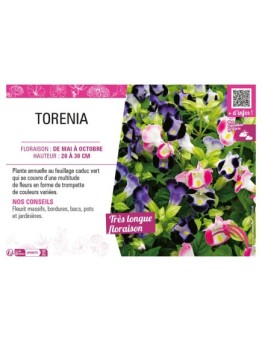 TORENIA