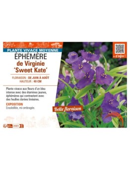 TRADESCANTIA andersoniana Sweet Kate voir ÉPHÉMÈRE de Virginie