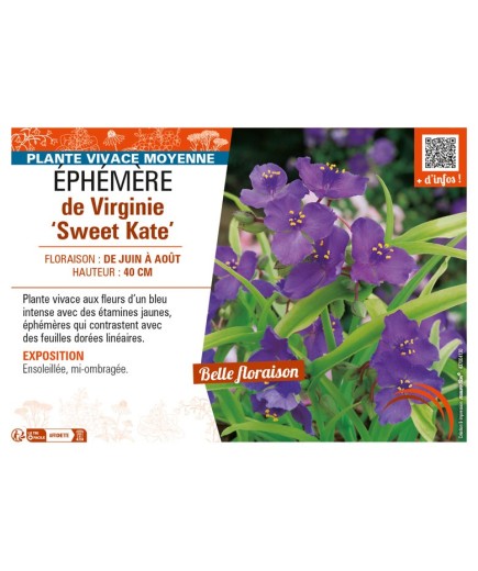 TRADESCANTIA andersoniana Sweet Kate voir ÉPHÉMÈRE de Virginie