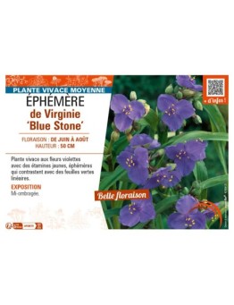 TRADESCANTIA virginiana Blue Stone voir ÉPHÉMÈRE de Virginie