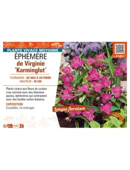 TRADESCANTIA virginiana Karminglut voir ÉPHÉMÈRE de Virginie