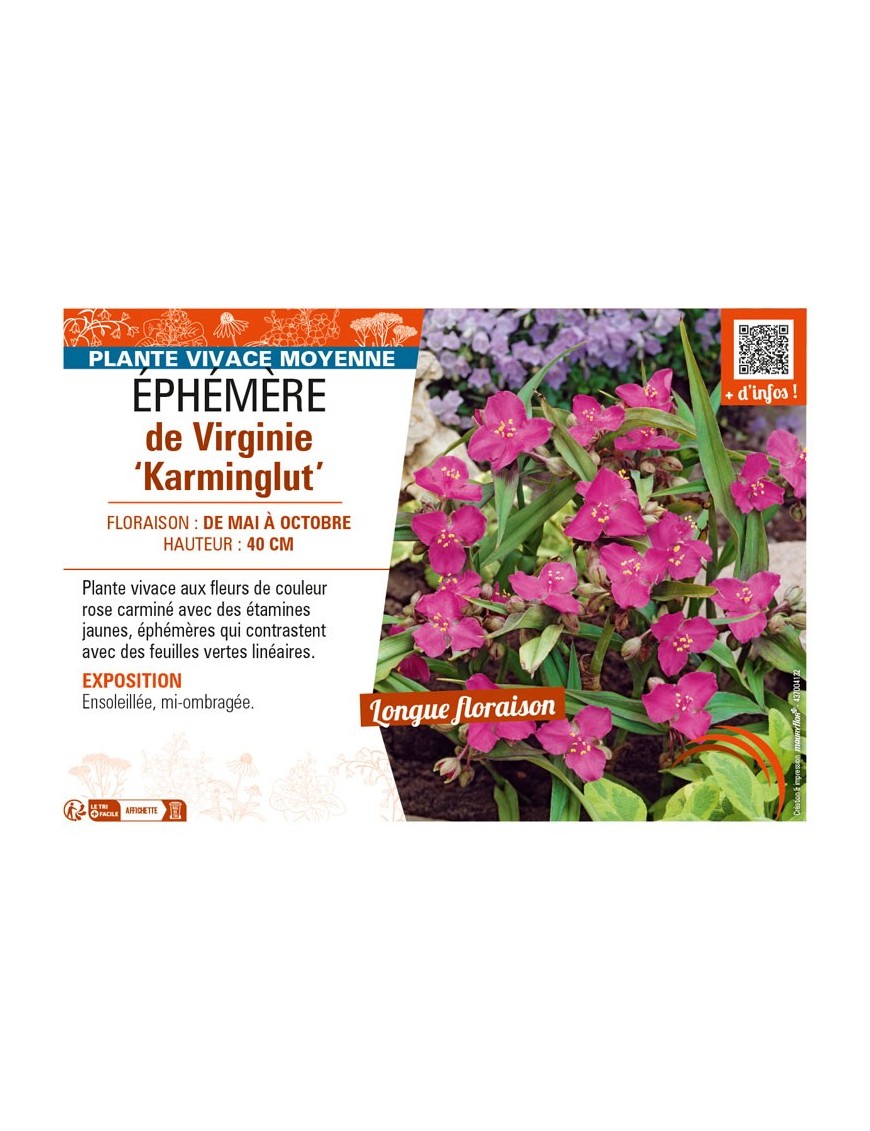 TRADESCANTIA virginiana Karminglut voir ÉPHÉMÈRE de Virginie