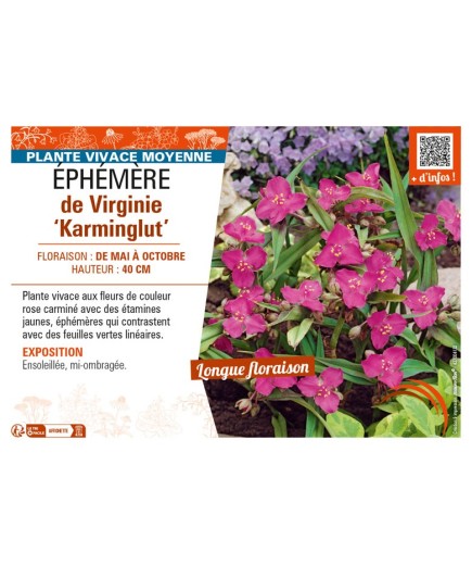 TRADESCANTIA virginiana Karminglut voir ÉPHÉMÈRE de Virginie