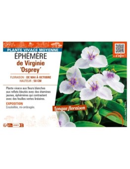 TRADESCANTIA virginiana Osprey voir ÉPHÉMÈRE de Virginie