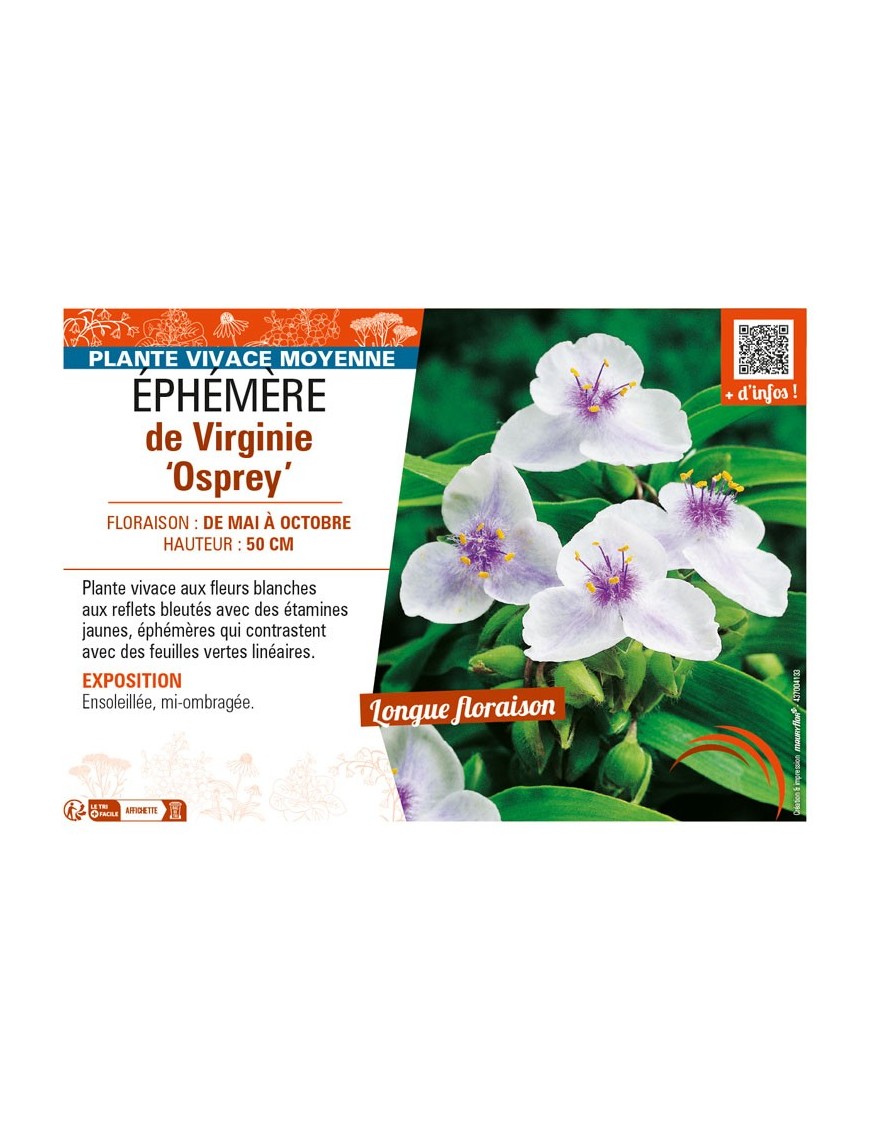 TRADESCANTIA virginiana Osprey voir ÉPHÉMÈRE de Virginie