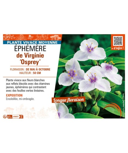 TRADESCANTIA virginiana Osprey voir ÉPHÉMÈRE de Virginie