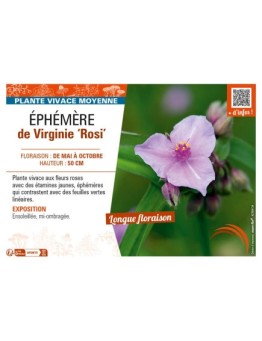 TRADESCANTIA virginiana Rosi voir ÉPHÉMÈRE de Virginie