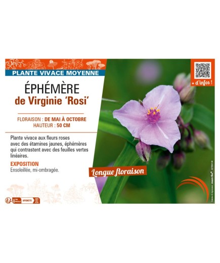 TRADESCANTIA virginiana Rosi voir ÉPHÉMÈRE de Virginie