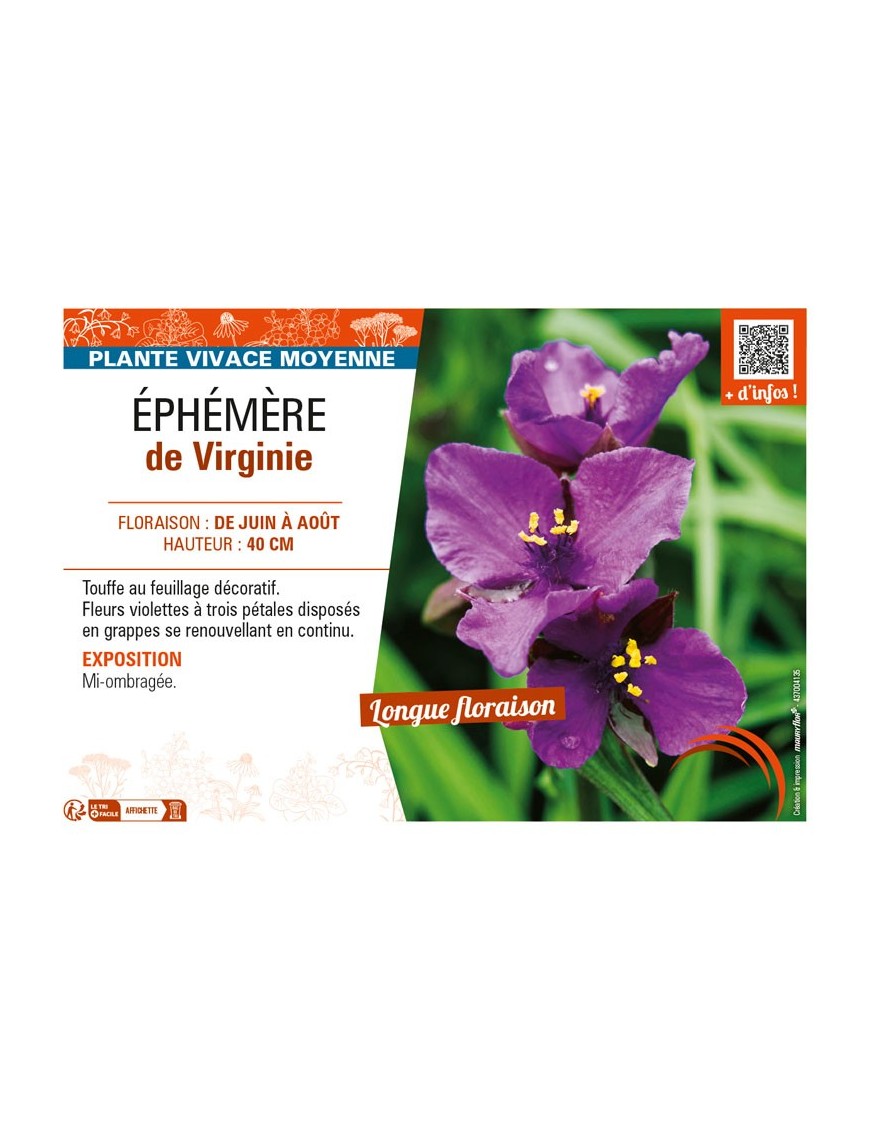 TRADESCANTIA virginiana voir ÉPHÉMÈRE de Virginie (violet)