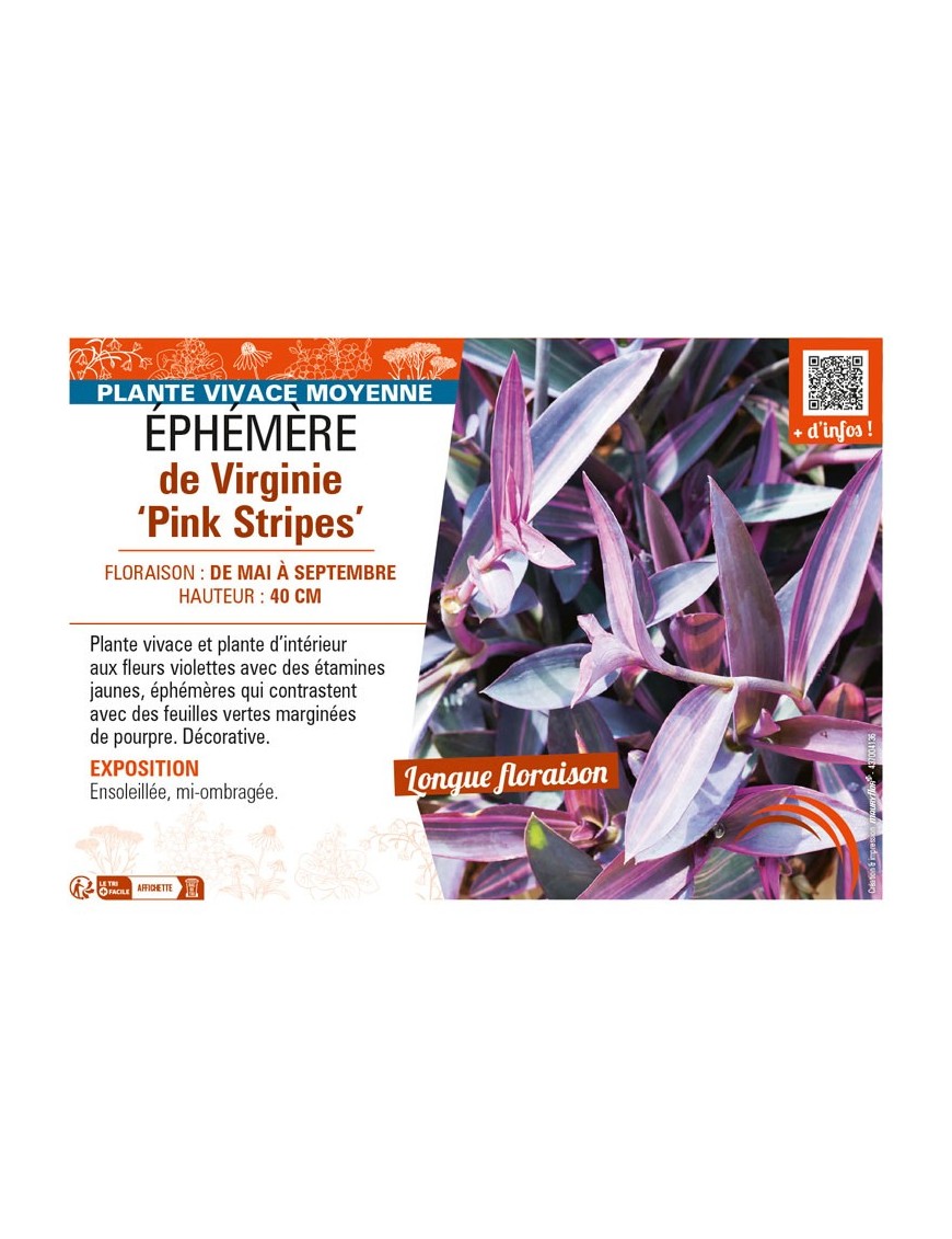 TRADESCANTIA Pink Stripes voir ÉPHÉMÈRE de Virginie