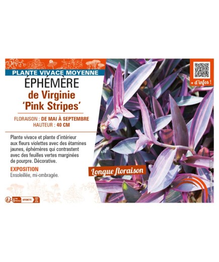 TRADESCANTIA Pink Stripes voir ÉPHÉMÈRE de Virginie