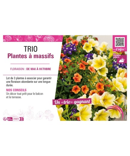 TRIO PLANTES À MASSIFS