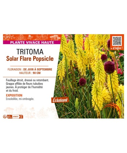 TRITOMA Solar Flare Popsicle