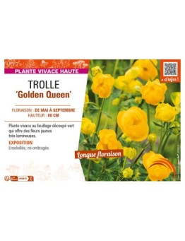 TROLLIUS chinensis Golden Queen voir TROLLE